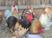 Pekin hatching eggs and chicks