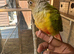 Pineapple Conure