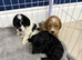 2 gorgeous mini Cockapoos left from a litter of 5