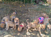 Lurcher puppys