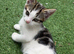 2 kittens ready for new home NOW!