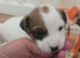 Jack ruussell puppies