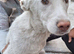 ️ ROCKY – The Brave Boy Who Refused to Give Up ️
