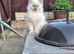 Male ragdoll