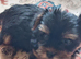 Two beautiful boys small yorkies