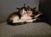 Four lovely and lively Kittens for sale