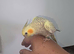 Hand Reared silly tame baby cockatiels with DNA