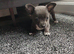 Blue Chihuahuas