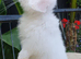 Mini lops available now