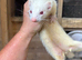 2 albino ferrets