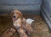 Working cocker spaniel