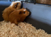 Two boar brothers