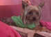 Tiny Yorkshire Terrier Boy For Stud