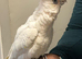 Hand reared beared eyed cockatoo