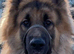 German Shepherd straight back long haired stud dog
