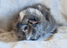 Silver Agouti Abyssinian Boar