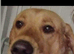 Labrador