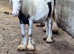 Mini cob colt