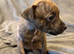 Staffy X puppies