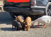 Kune Kune x Juliana piglets