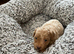 Shihpoo puppies