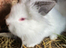 Lionhead bunnies