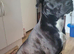 Cane corso coming soon