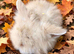 Lionhead babies