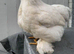X2 pekin bantam chickens