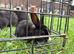 5 rabbits for sale