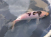 High grade koi carp 6-8inches £12.50 -£25