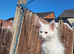 Maine coon