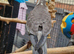 5x cockatiel chicks ready now £90 each