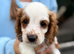 Cavapoo Puppie’s Ready Now