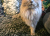 Maincoon×ragdoll