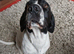 Rehome asap