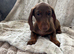 Dachshund