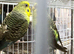 Breeding pair of black wing available