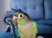 Extremely cuddly tame conures