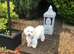 Beautiful Bichon Boy puppy