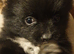 Pomeranian puppies ready end of Aug taking deposits now