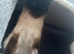 Female ragdoll x siamease 1year old