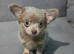 Gorgeous boy chihuahua