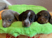Stunning long & short coat mini dachshund pups