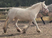 Two gorgeous cob mares, 13.2