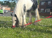 3 year old filly clam in all ways