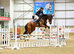 17hh 8yo show jumper
