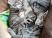 Wonderful kittens