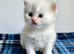 Copper Silver British Longhair Female