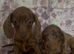 Miniature dachshund